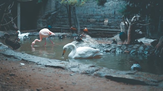 Videography Project